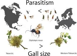 Attēlu rezultāti vaicājumam “Diplolepis bicolor”