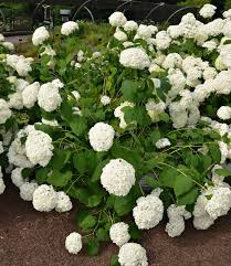 Attēlu rezultāti vaicājumam “Hydrangea arborescens subsp. discolor”