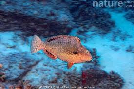 Image result for Calotomus carolinus