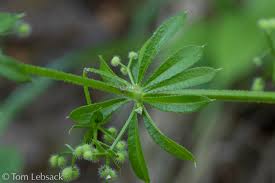 Attēlu rezultāti vaicājumam “Galium elongatum leaf”