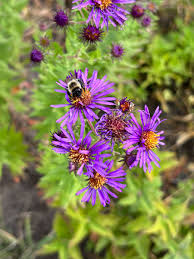 Attēlu rezultāti vaicājumam “Symphyotrichum novae-angliae flower”