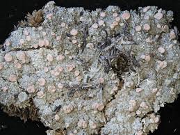 Attēlu rezultāti vaicājumam “Icmadophila ericetorum”