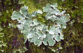 Attēlu rezultāti vaicājumam “Parmelia sulcata”