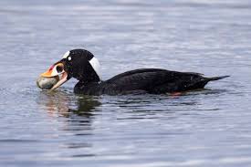 Image result for Melanitta perspicillata