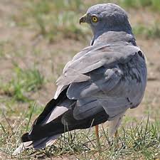 Attēlu rezultāti vaicājumam “Circus pygargus”