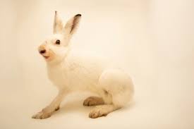 Attēlu rezultāti vaicājumam “Lepus timidus”