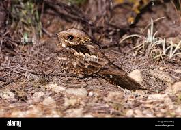 Image result for Caprimulgus ruficollis