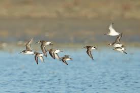 Attēlu rezultāti vaicājumam “Calidris falcinellus”