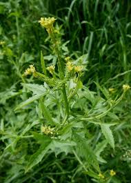 Attēlu rezultāti vaicājumam “Sisymbrium volgense flower”