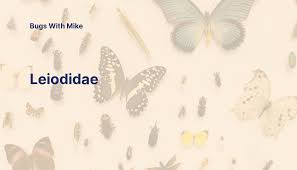 Attēlu rezultāti vaicājumam “Leiodidae”