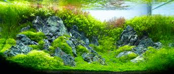 Znalezione obrazy dla zapytania takashi amano%