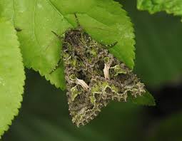 Attēlu rezultāti vaicājumam “Trachea atriplicis”