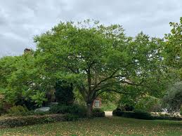 Attēlu rezultāti vaicājumam “Juglans mandshurica”