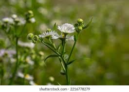Attēlu rezultāti vaicājumam “Erigeron annuus flower”