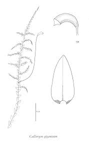 Attēlu rezultāti vaicājumam “Calliergon trifarium”