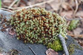 Attēlu rezultāti vaicājumam “Polytrichum juniperinum sporophyte”