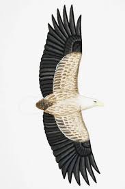 Image result for Haliaeetus albicilla