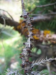 Attēlu rezultāti vaicājumam “Gymnosporangium sabinae”