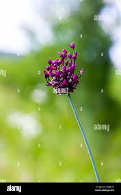 Attēlu rezultāti vaicājumam “Allium scorodoprasum flower”