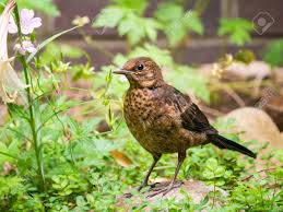 Attēlu rezultāti vaicājumam “Turdus pilaris juvenile”