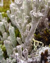Attēlu rezultāti vaicājumam “Cladonia”
