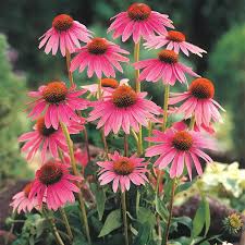 Image result for Echinacea purpurea