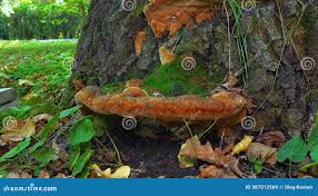 Attēlu rezultāti vaicājumam “Phellinus robustus”