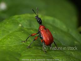 Attēlu rezultāti vaicājumam “Apoderus coryli”