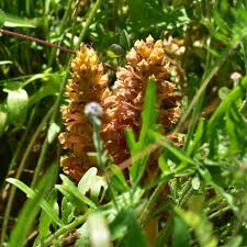 Attēlu rezultāti vaicājumam “Orobanche elatior flower”