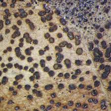 Attēlu rezultāti vaicājumam “Heyderia pusilla”