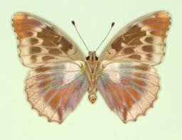 Attēlu rezultāti vaicājumam “Argynnis paphia underside”