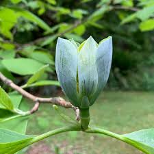 Attēlu rezultāti vaicājumam “Magnolia acuminata bud”
