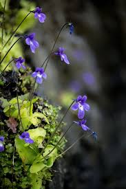 Attēlu rezultāti vaicājumam “Pinguicula vulgaris”