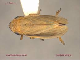 Attēlu rezultāti vaicājumam “Neophilaenus lineatus”