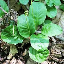 Attēlu rezultāti vaicājumam “Pyrola minor leaf”