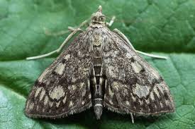 Attēlu rezultāti vaicājumam “Anania stachydalis”