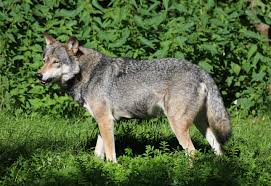 Attēlu rezultāti vaicājumam “Canis lupus”