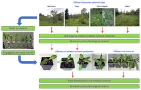 Attēlu rezultāti vaicājumam “Saussurea esthonica”