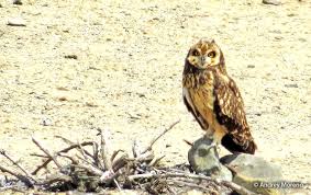 Attēlu rezultāti vaicājumam “Asio flammeus adult”