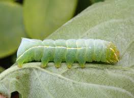 Attēlu rezultāti vaicājumam “Amphipyra pyramidea”