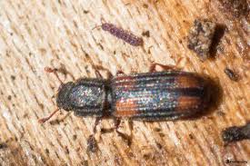 Attēlu rezultāti vaicājumam “Bitoma crenata”