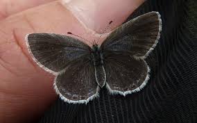 Attēlu rezultāti vaicājumam “Everes argiades underside”