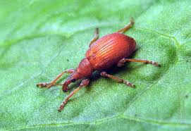 Attēlu rezultāti vaicājumam “Apion sp.”