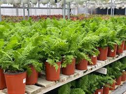 Attēlu rezultāti vaicājumam “Matteuccia struthiopteris”