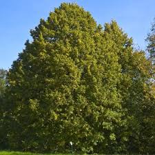 Attēlu rezultāti vaicājumam “Tilia platyphyllos subsp. cordifolia”