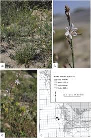 Image result for Asphodelus fistulosus