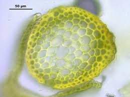 Attēlu rezultāti vaicājumam “Hymenostylium recurvirostrum macro”