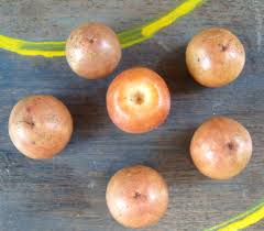 Attēlu rezultāti vaicājumam “Agrimonia eupatoria fruit”