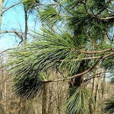 Attēlu rezultāti vaicājumam “Pinus sibirica”