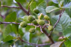 Attēlu rezultāti vaicājumam “Alnus”